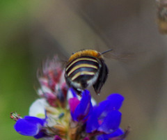 Anthophora pilifrons