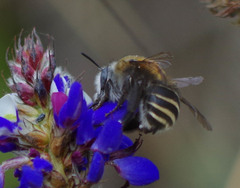 Anthophora pilifrons