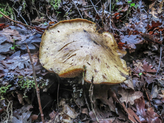 Suillus umbonatus