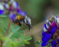 Anthophora pilifrons