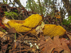 Suillus umbonatus