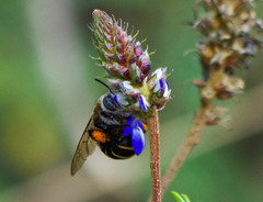 Anthophora pilifrons