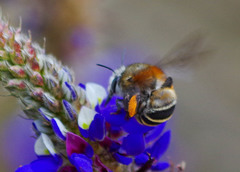 Anthophora pilifrons