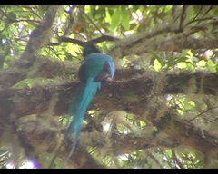 Pharomachrus mocinno costaricensis