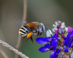 Anthophora pilifrons