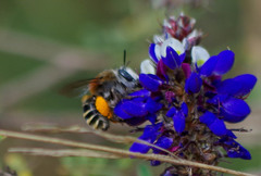 Anthophora pilifrons