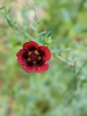 Potentilla thurberi