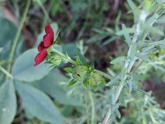 Potentilla thurberi