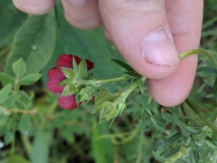 Potentilla thurberi