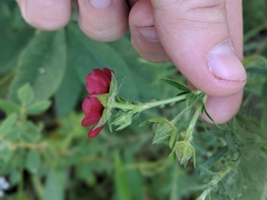Potentilla thurberi