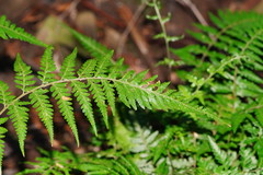 Parapolystichum acuminatum