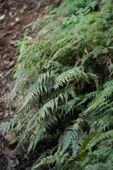 Parapolystichum acuminatum