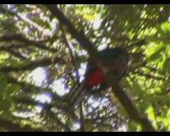 Pharomachrus mocinno costaricensis