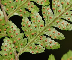 Parapolystichum acuminatum