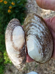 Pyganodon grandis