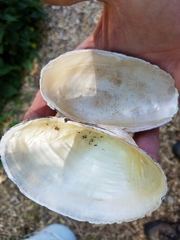 Pyganodon grandis
