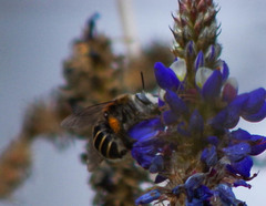 Anthophora pilifrons