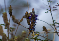 Anthophora pilifrons