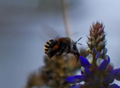 Anthophora pilifrons