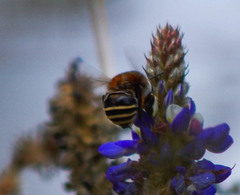 Anthophora pilifrons