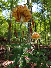Lilium michauxii