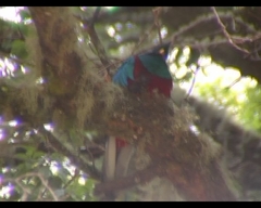 Pharomachrus mocinno costaricensis
