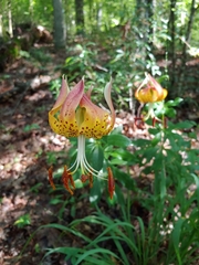 Lilium michauxii