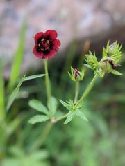 Potentilla thurberi