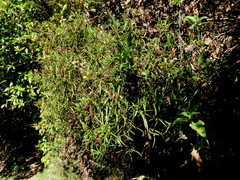 Veronica stenophylla stenophylla