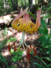 Lilium michauxii