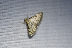 Hileithia rehamalis