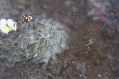 Gerromorpha