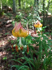Lilium michauxii