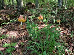 Lilium michauxii