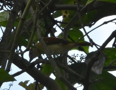 Pachyramphus rufus