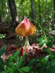 Lilium michauxii