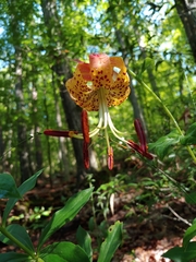 Lilium michauxii