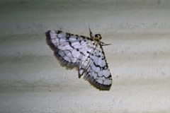 Hileithia rehamalis
