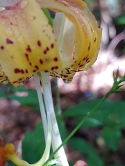 Lilium michauxii
