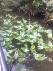 Sagittaria sagittifolia