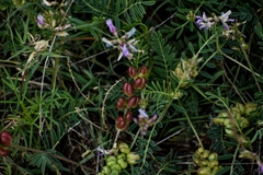 Astragalus diphacus