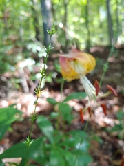 Lilium michauxii