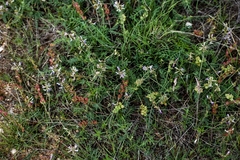 Astragalus diphacus
