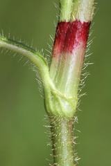 Persicaria careyi