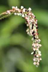 Persicaria careyi