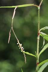 Persicaria careyi