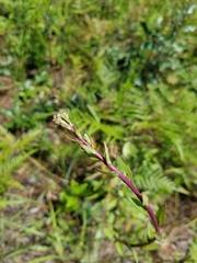Carphephorus odoratissimus