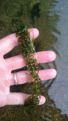Lagarosiphon major