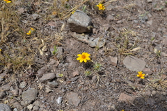 Chaetanthera multicaulis