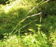 Bromus vulgaris